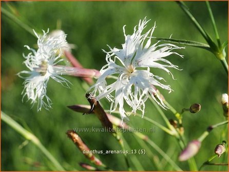 Dianthus arenarius | Zandanjer, Anjer