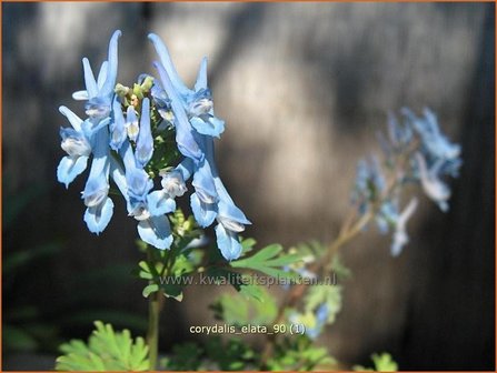 Corydalis elata | Helmbloem
