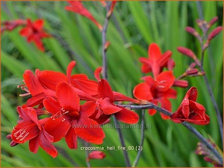 Crocosmia &#039;Hellfire&#039; | Montbretia