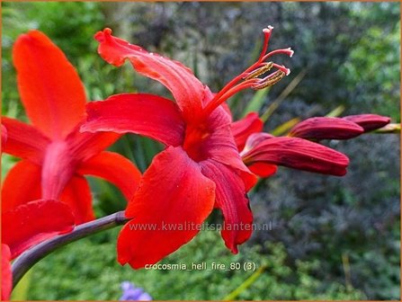 Crocosmia &#039;Hellfire&#039; | Montbretia