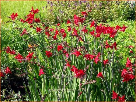Crocosmia &#039;Hellfire&#039; | Montbretia