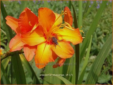 Crocosmia &#039;Okavango&#039; | Montbretia