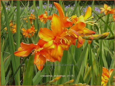 Crocosmia &#039;Okavango&#039; | Montbretia