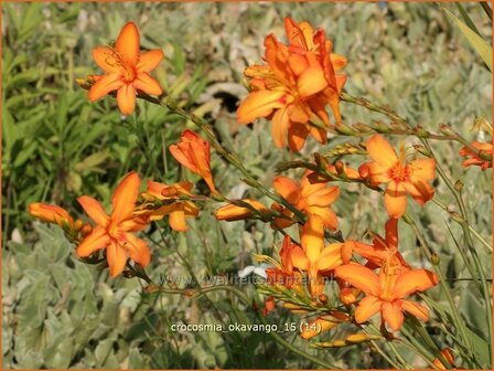Crocosmia &#039;Okavango&#039; | Montbretia