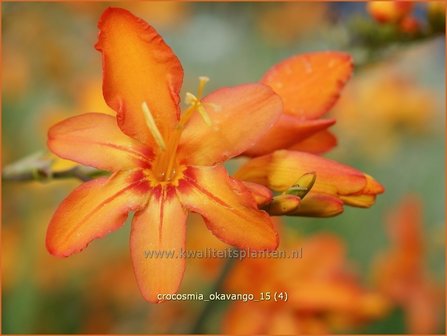 Crocosmia &#039;Okavango&#039; | Montbretia