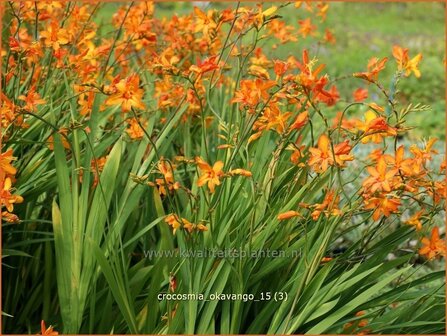 Crocosmia &#039;Okavango&#039; | Montbretia