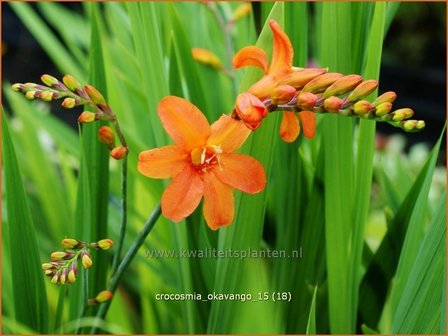 Crocosmia &#039;Okavango&#039; | Montbretia