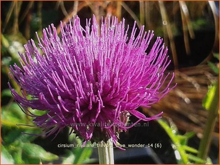 Cirsium rivulare &#039;Trevor&#039;s Blue Wonder&#039; | Vederdistel