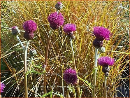 Cirsium rivulare &#039;Trevor&#039;s Blue Wonder&#039; | Vederdistel