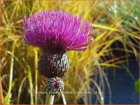 Cirsium rivulare &#039;Trevor&#039;s Blue Wonder&#039; | Vederdistel