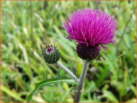 Cirsium rivulare &#039;Trevor&#039;s Blue Wonder&#039; | Vederdistel, Beekdistel