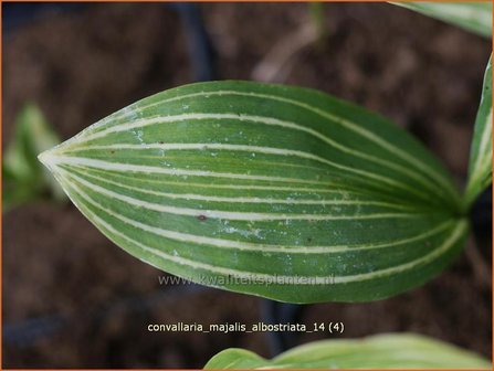 Convallaria majalis &#039;Albostriata&#039; | Lelietje-van-dalen | Gew&ouml;hnliches Maigl&ouml;ckchen