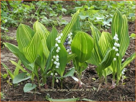 Convallaria majalis &#039;Albostriata&#039; | Lelietje-van-dalen | Gew&ouml;hnliches Maigl&ouml;ckchen