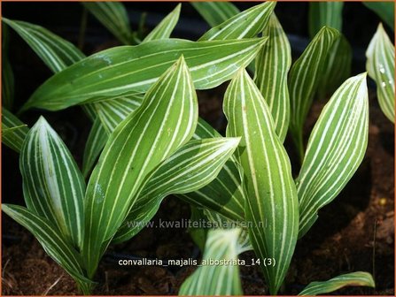Convallaria majalis &#039;Albostriata&#039; | Lelietje-van-dalen | Gew&ouml;hnliches Maigl&ouml;ckchen