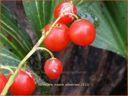 Convallaria majalis &#039;Albostriata&#039; | Lelietje-van-dalen | Gew&ouml;hnliches Maigl&ouml;ckchen