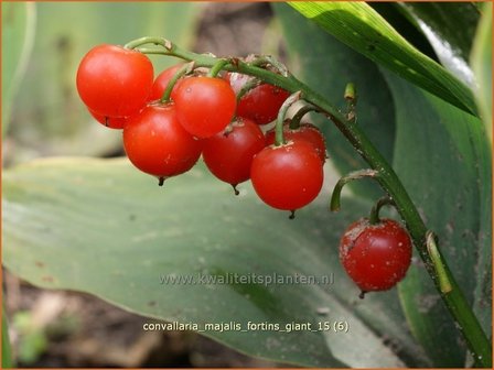 Convallaria majalis &#039;Fortin&#039;s Giant&#039; | Lelietje-van-dalen
