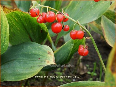 Convallaria majalis &#039;Prolificans&#039; | Lelietje-van-dalen