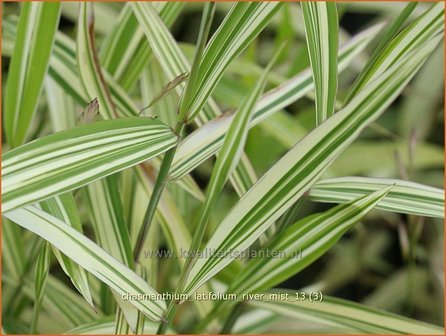 Chasmanthium latifolium &#039;River Mist&#039; | Plataargras | Breitbl&auml;ttriges Platt&auml;hrengras