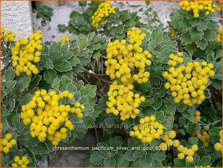 Chrysanthemum pacificum &amp;#39;Silver and Gold&amp;#39; | Tuinchrysant, Chrysant | Pazifik-Margerite