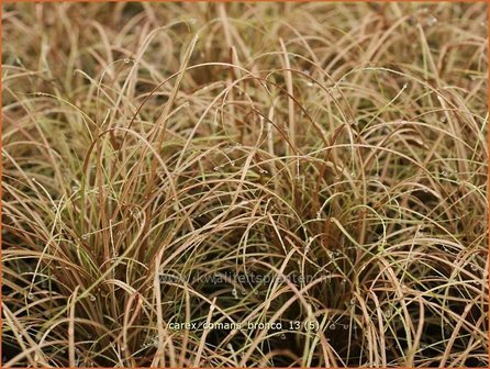 Carex comans &#039;Bronco&#039; | Zegge