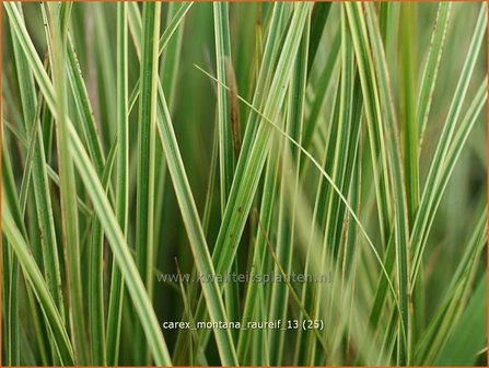 Carex montana &#039;Raureif&#039; | Bergzegge, Zegge