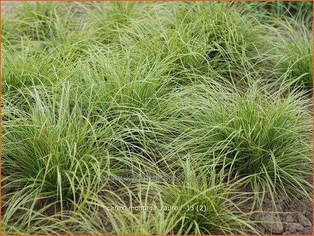 Carex montana &#039;Raureif&#039; | Bergzegge, Zegge