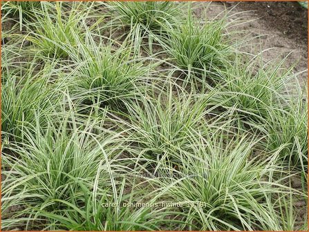 Carex oshimensis &#039;Everest&#039; | Zegge