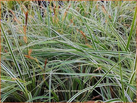 Carex oshimensis &#039;Everest&#039; | Zegge