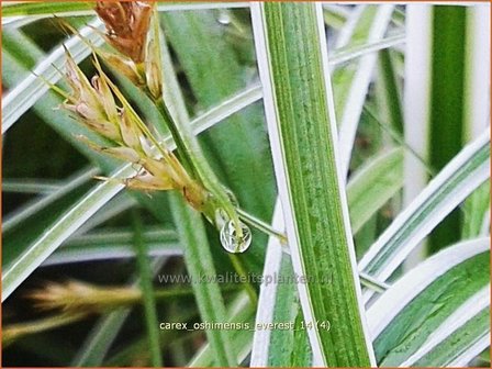 Carex oshimensis &#039;Everest&#039; | Zegge