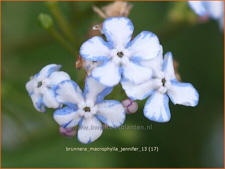 Brunnera macrophylla &#039;Jennifer&#039; | Kaukasische vergeet-mij-nietje