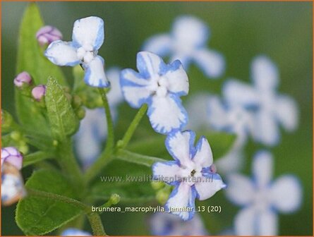 Brunnera macrophylla &#039;Jennifer&#039; | Kaukasische vergeet-mij-nietje