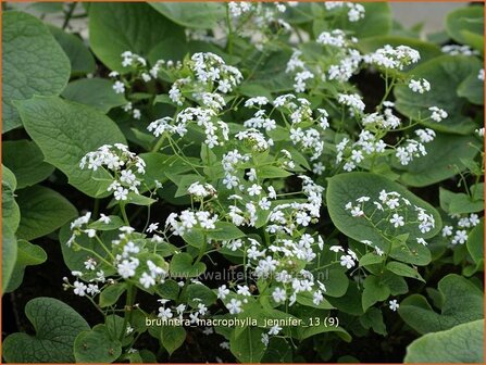 Brunnera macrophylla &#039;Jennifer&#039; | Kaukasische vergeet-mij-nietje