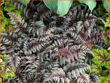 Athyrium niponicum 'Burgundy Lace' | Japanse regenboogvaren