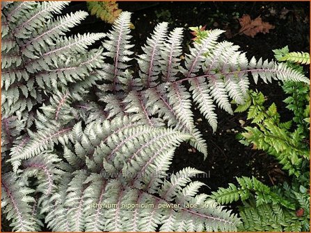 Athyrium niponicum 'Pewter Lace' | Japanse regenboogvaren
