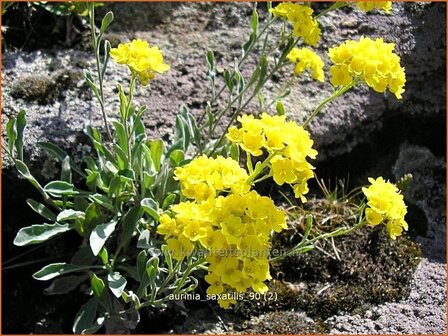 Aurinia saxatilis | Schildzaad, Rotsschildzaad