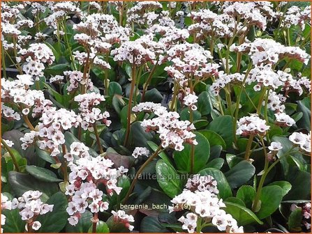 Bergenia &#039;Bach&#039; | Schoenlappersplant, Olifantsoren