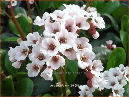 Bergenia &#039;Bach&#039; | Schoenlappersplant, Olifantsoren