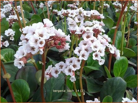 Bergenia &amp;#39;Bach&amp;#39;