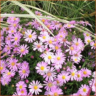 Aster &#039;Wood&#039;s Pink&#039; | Aster