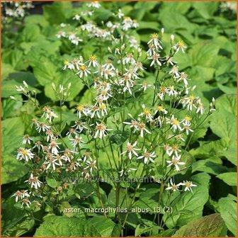 Aster macrophyllus &#039;Albus&#039; | Aster