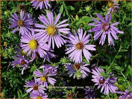 Aster oblongifolius &#039;October Skies&#039; | Aster