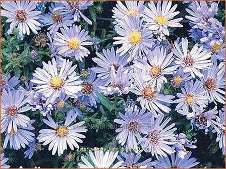 Aster &#039;Wood&#039;s Light Blue&#039; | Aster | Aster | Aster