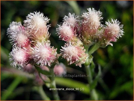 Antennaria dioica | Rozenkransje