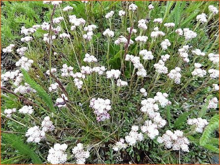 Antennaria dioica | Rozenkransje