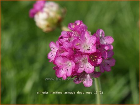 Armeria maritima &amp;#39;Armada Deep Rose&amp;#39; | Engels gras | Strand-Grasnelke