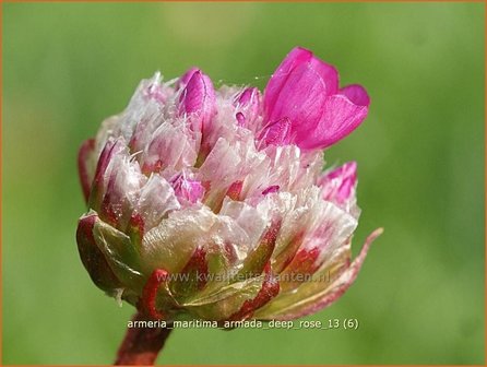 Armeria maritima &amp;#39;Armada Deep Rose&amp;#39; | Engels gras | Strand-Grasnelke