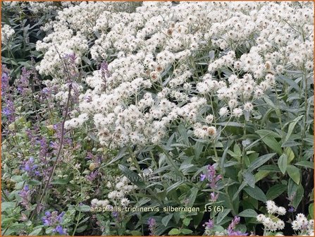 Anaphalis triplinervis 'Silberregen' | Siberische edelweiss, Witte knoop