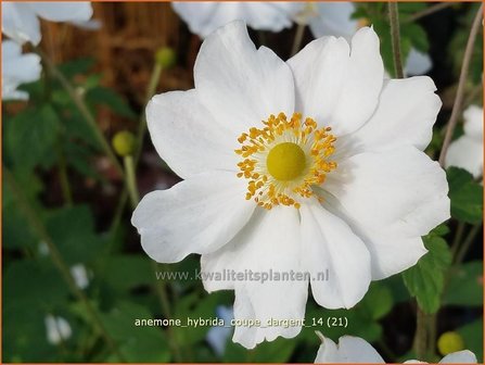 Anemone hybrida &#039;Coupe d&#039;Argent&#039; | Anemoon, Herfstanemoon, Japanse anemoon