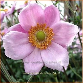 Anemone hybrida &#039;Lorelei&#039; | Anemoon, Herfstanemoon, Japanse anemoon