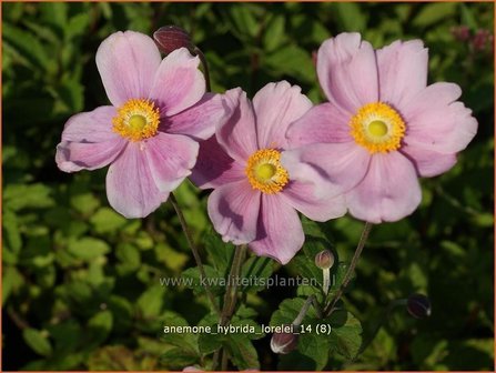 Anemone hybrida &#039;Lorelei&#039; | Anemoon, Herfstanemoon, Japanse anemoon
